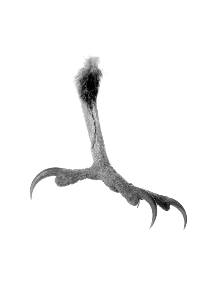 Photographie de Fernande Petitdemange : Inventaire suspendu, 2004, tirage argentique noir et blanc, format 40 x 50 cm, série de 5 diptyques.