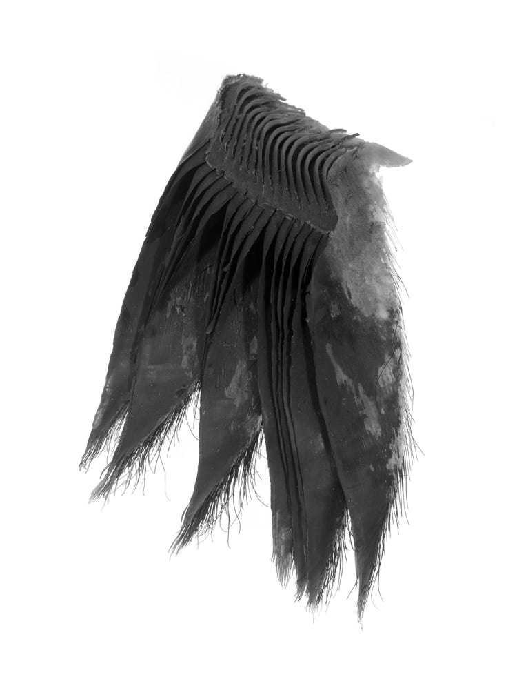 Photographie de Fernande Petitdemange : Prises de Règne - Lames de fond, 2018/19, tirage argentique noir et blanc, format 40 x 50 cm, série de 58 photographies, Musée Zoologique de Strasbourg.