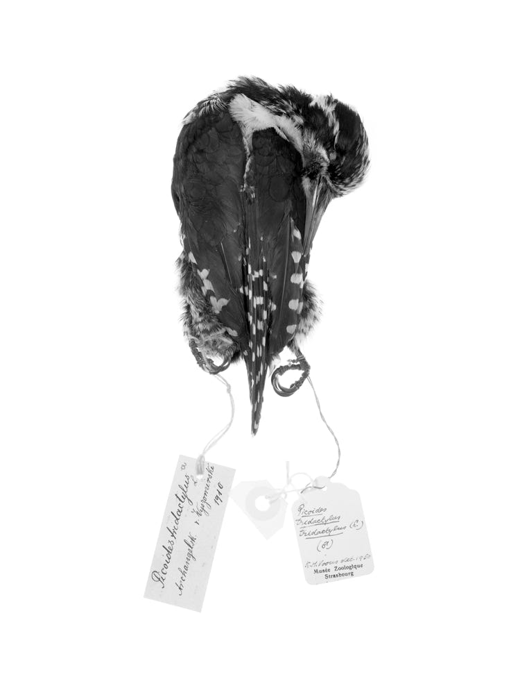 Photographie de Fernande Petitdemange : Prises de Règne - Extrait de familles, 2018/19, tirage argentique noir et blanc, format 18 x 24 cm, série de 58 photographies, Musée Zoologique de Strasbourg.