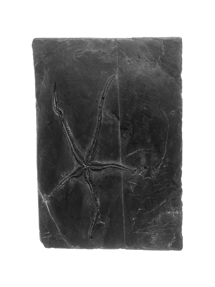 Photographie de Fernande Petitdemange : Plage d'ardoises, 2007, tirage argentique noir et blanc, format 18 x 24 cm, série de 5 photographies, Musée de minéralogie, Strasbourg.