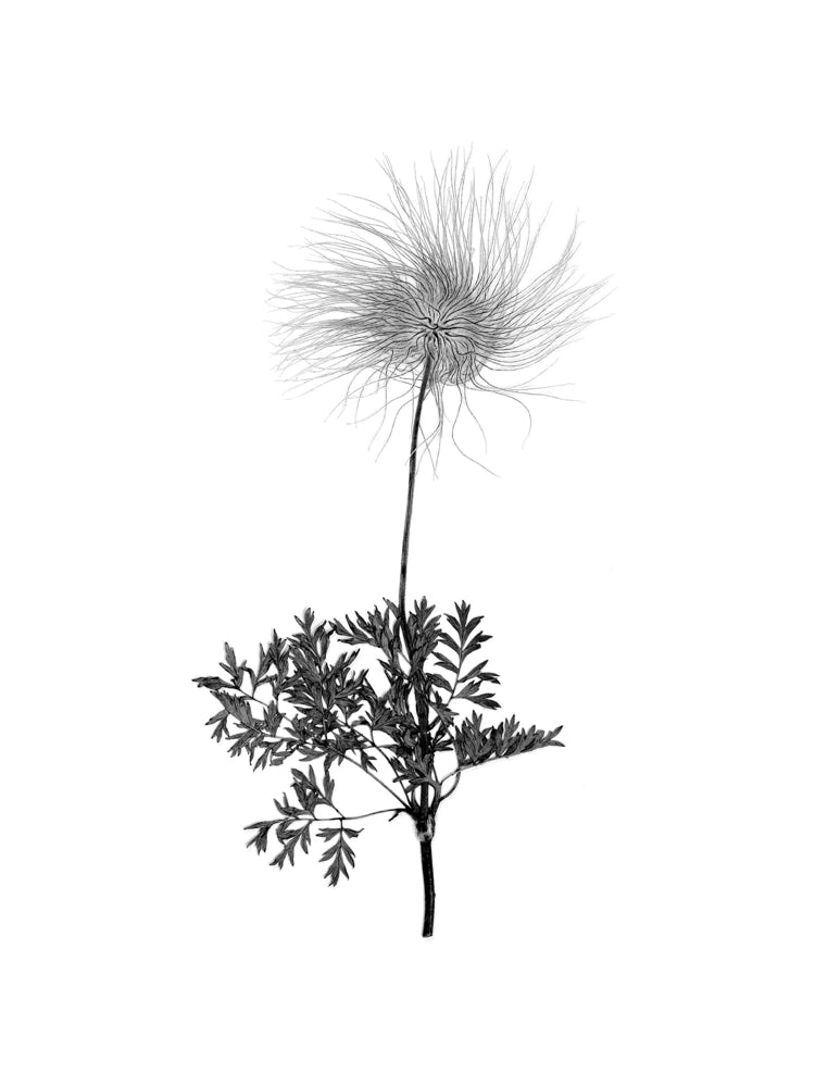 Photographie de Fernande Petitdemange : L'herbier photographique, 1996, tirage argentique noir et blanc, format 40 x 50 cm, série de 12 photographies.