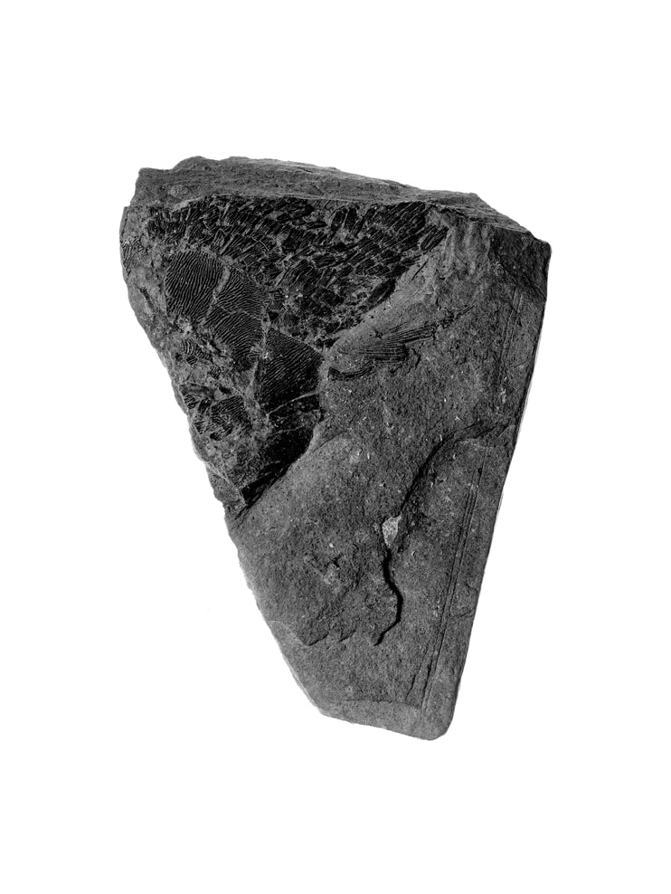 Photographie de Fernande Petitdemange : Sous réserves II,2003, tirage argentique noir et blanc, format 40 x 50 cm, série de 22 photographies, Société Industrielle de Mulhouse.