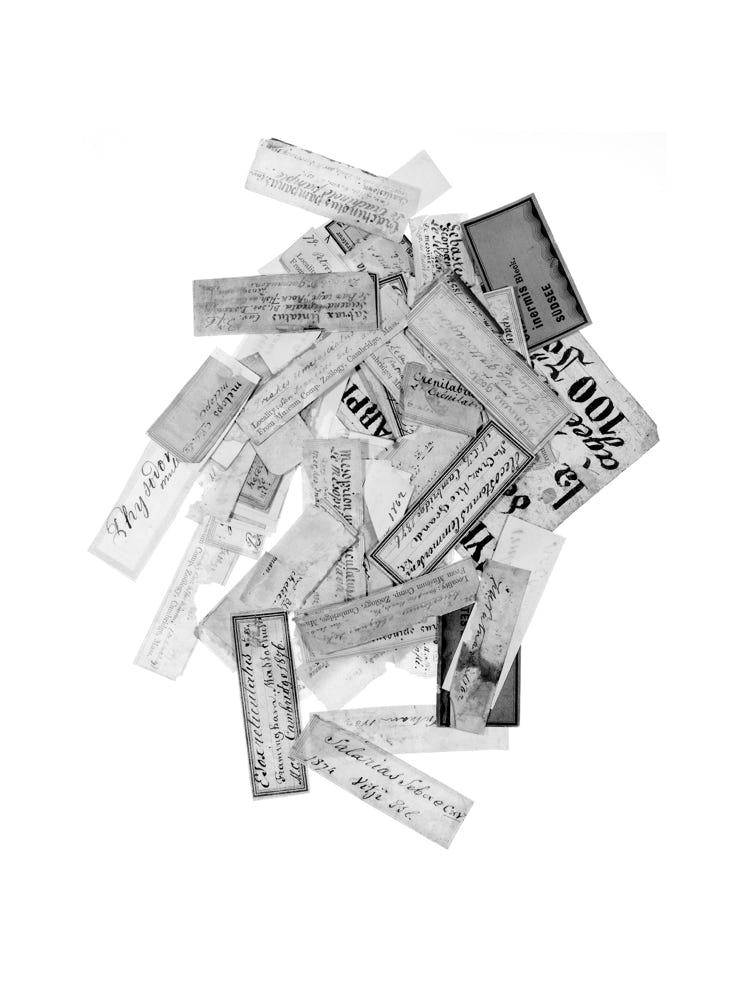 Photographie de Fernande Petitdemange : Prises de Règne - Extrait de familles, 2018/19, tirage argentique noir et blanc, format 18 x 24 cm, série de 58 photographies, Musée Zoologique de Strasbourg.