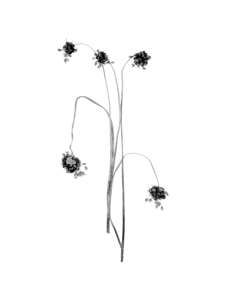 Photographie de Fernande Petitdemange : Jeux de dames, 2012, tirage argentique noir et blanc, format 18 x 24 cm, série de 8 diptyques.