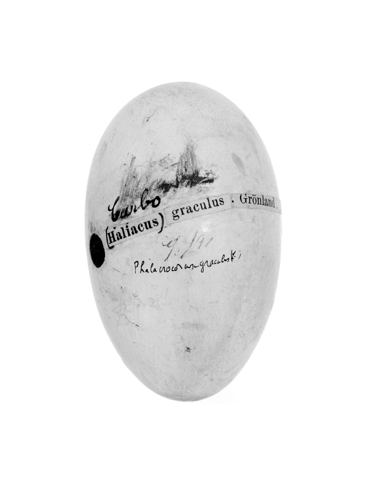 Photographie de Fernande Petitdemange : Prises de Règne, 2018/19, tirage argentique noir et blanc, format 18 x 24 cm, série de 58 photographies, Musée Zoologique de Strasbourg.