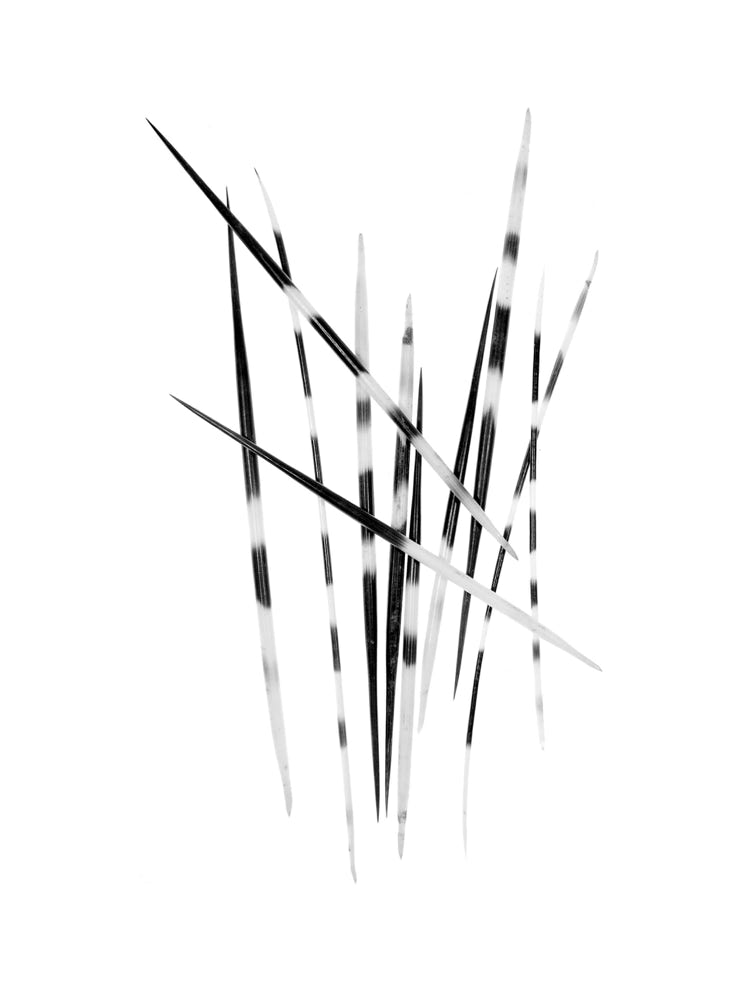 Photographie de Fernande Petitdemange : Trophées et reliques, 2013, tirage argentique noir et blanc, format 18 x 24 cm, série de 32 diptyques.