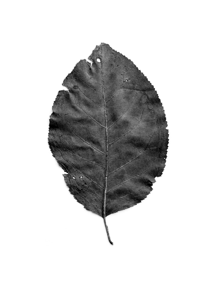 Photographie de Fernande Petitdemange : Ma géographie végétale, 1995, tirage argentique noir et blanc, format 40 x 50 cm, série de 12 photographies.