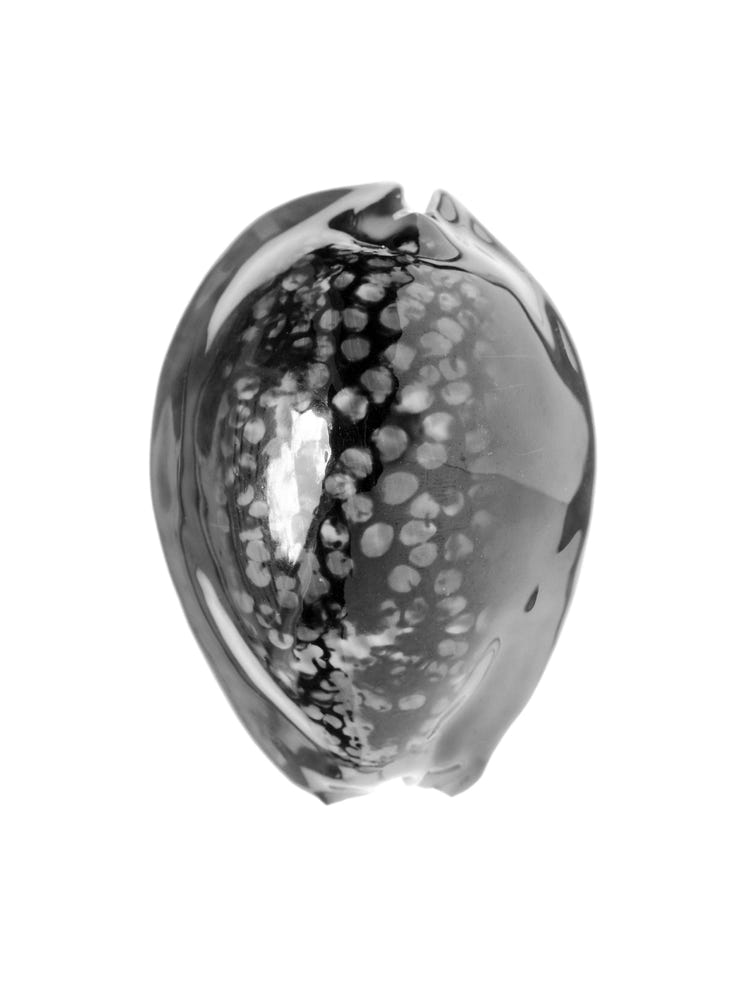 Photographie de Fernande Petitdemange : Inventaire suspendu, 2004, tirage argentique noir et blanc, format 40 x 50 cm, série de 5 diptyques.